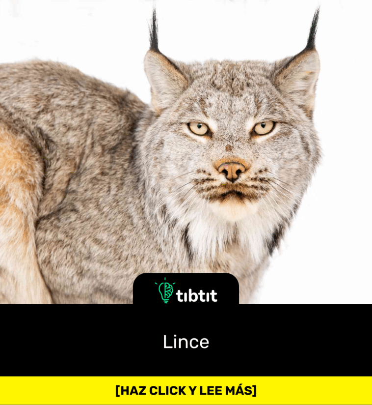 Lince
