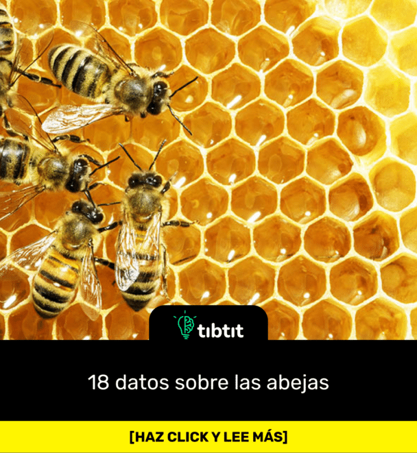 18 datos sobre las abejas