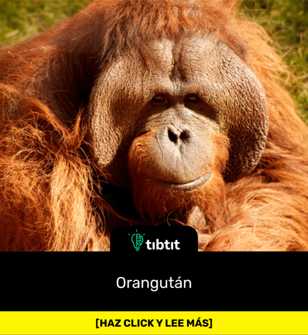 Orangután