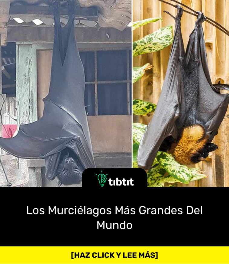 Los Murciélagos Más Grandes Del Mundo