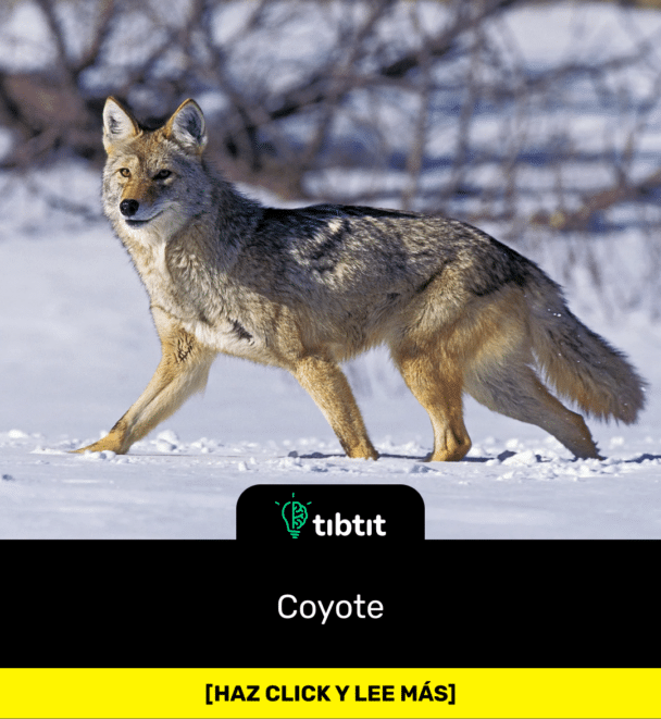 Coyote