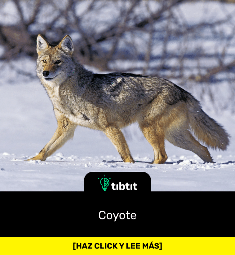 Coyote