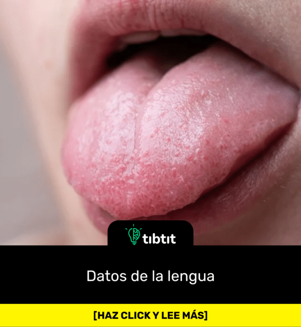 Datos de la lengua