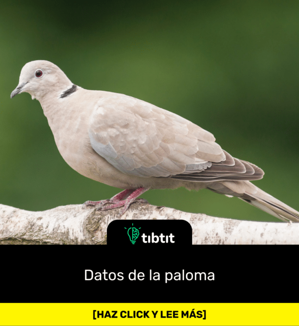 Datos de la paloma