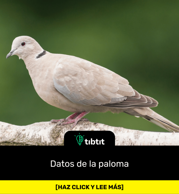 Datos de la paloma