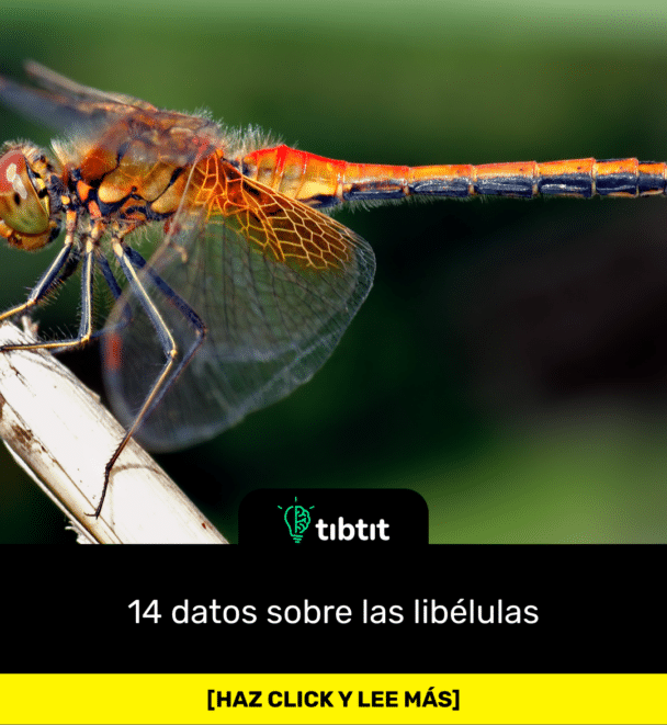 14 datos sobre las libélulas