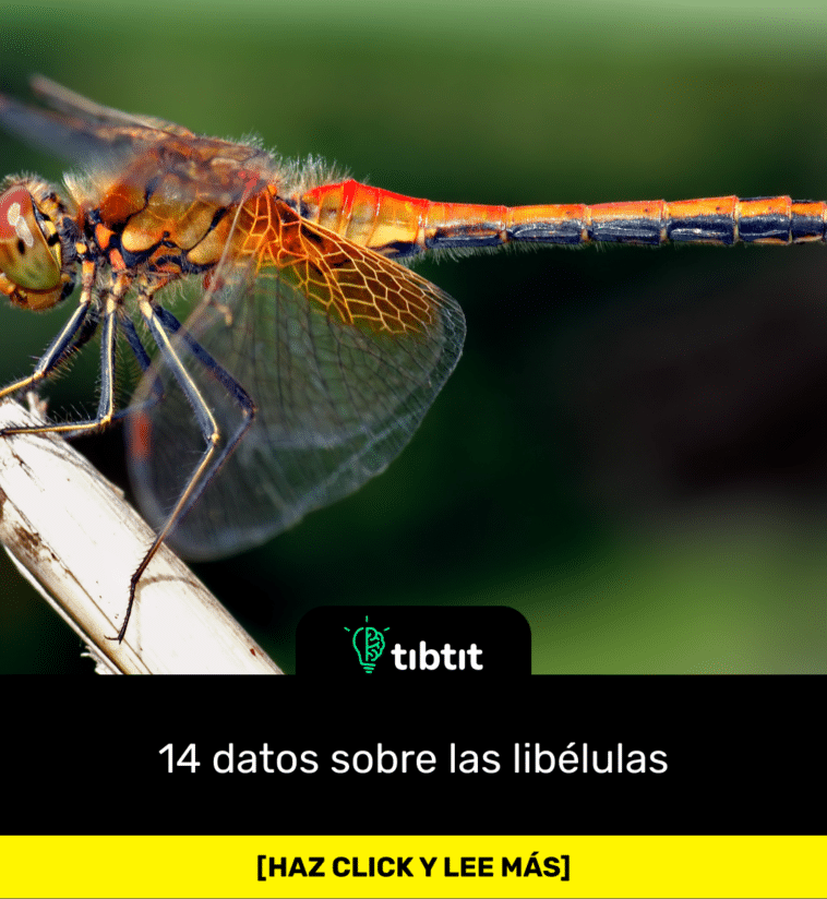 14 datos sobre las libélulas