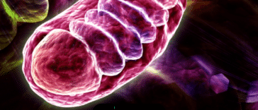 Datos de las mitocondrias