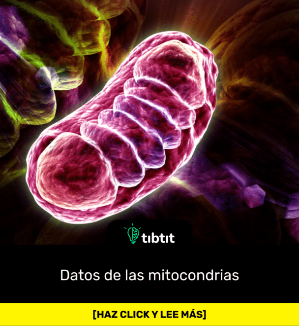 Datos de las mitocondrias