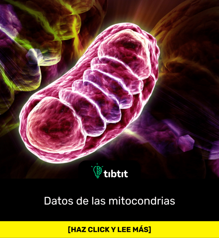 Datos de las mitocondrias