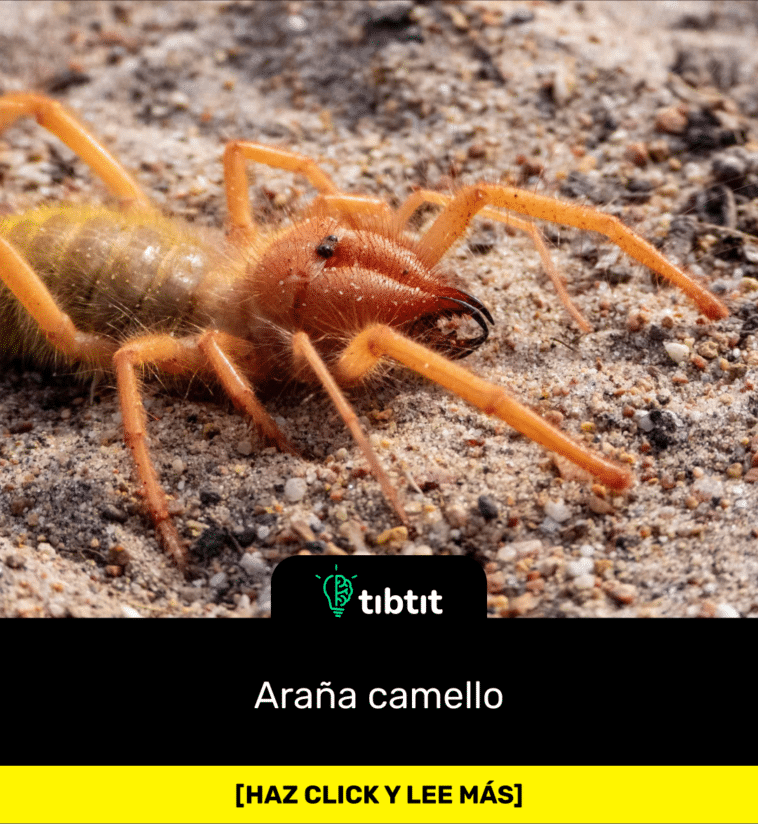 Araña camello