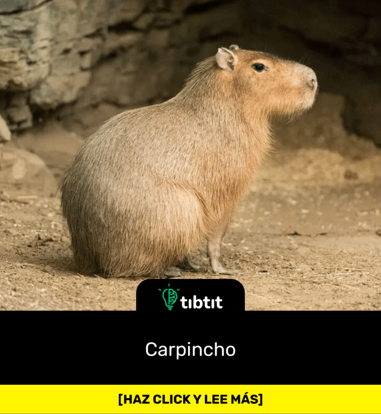 Carpincho