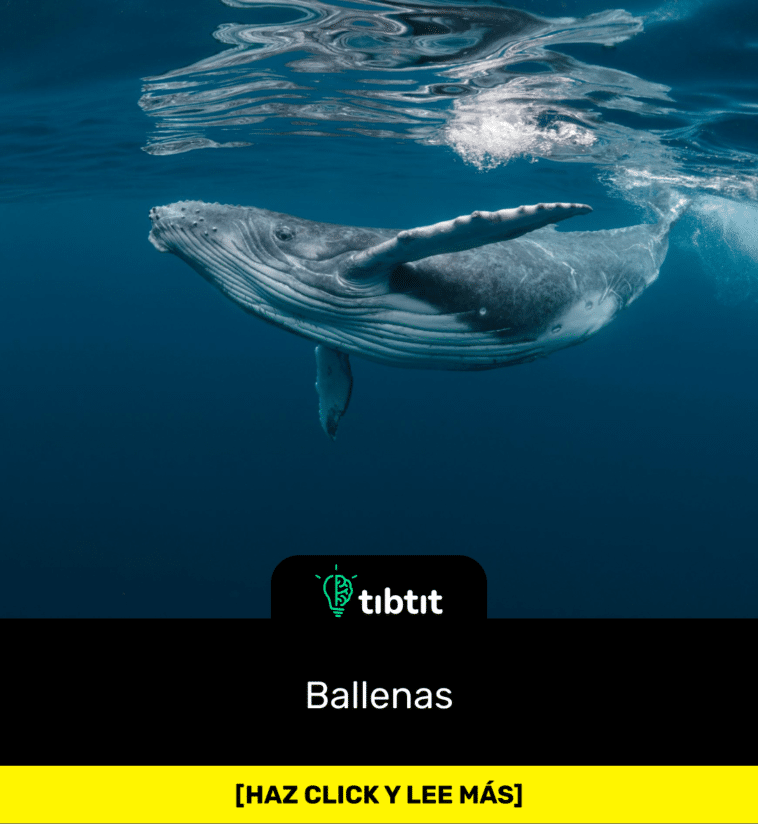 Ballenas