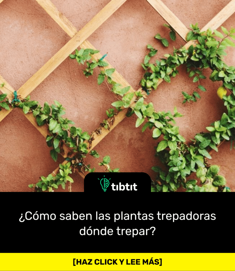 ¿Cómo saben las plantas trepadoras dónde trepar?