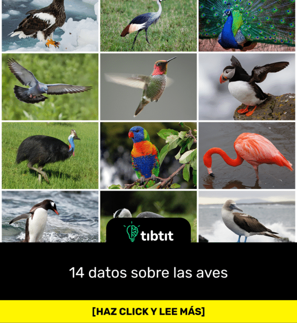 14 datos sobre las aves
