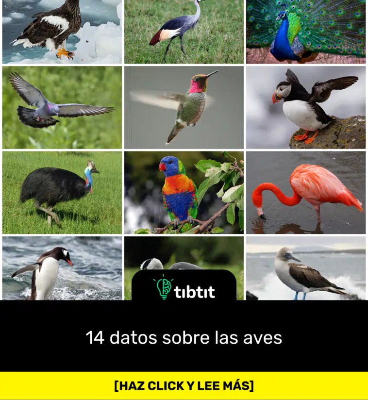 14 datos sobre las aves