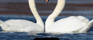 13 datos sobre los cisnes
