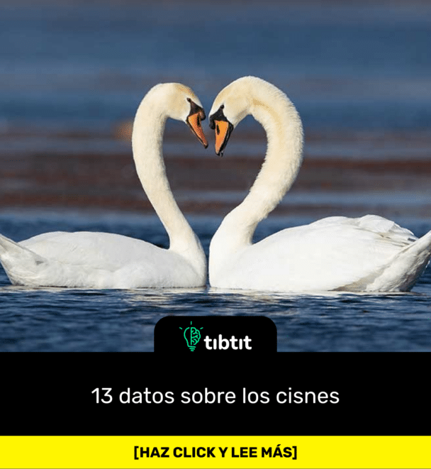 13 datos sobre los cisnes