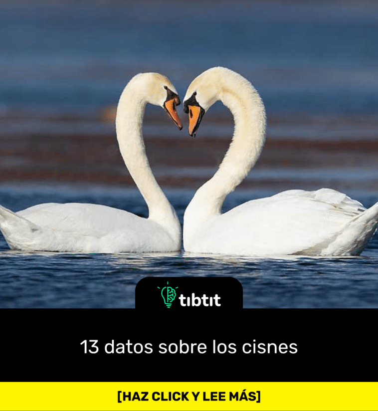 13 datos sobre los cisnes