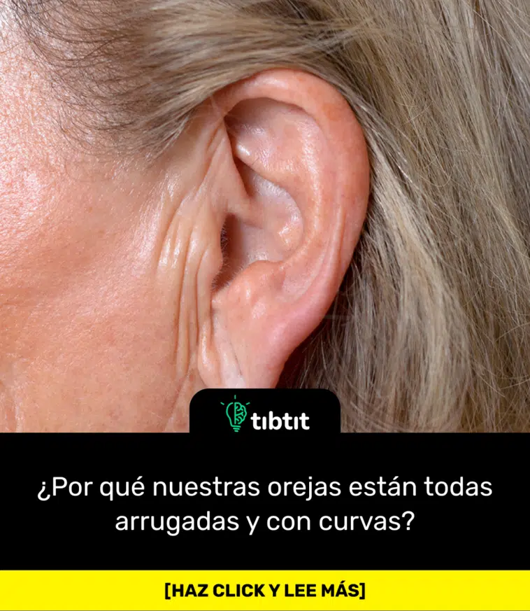 ¿Por qué nuestras orejas están todas arrugadas y con curvas?