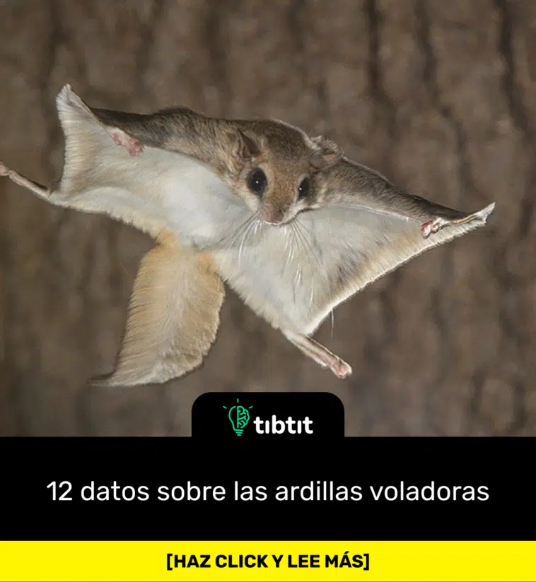 12 datos sobre las ardillas voladoras