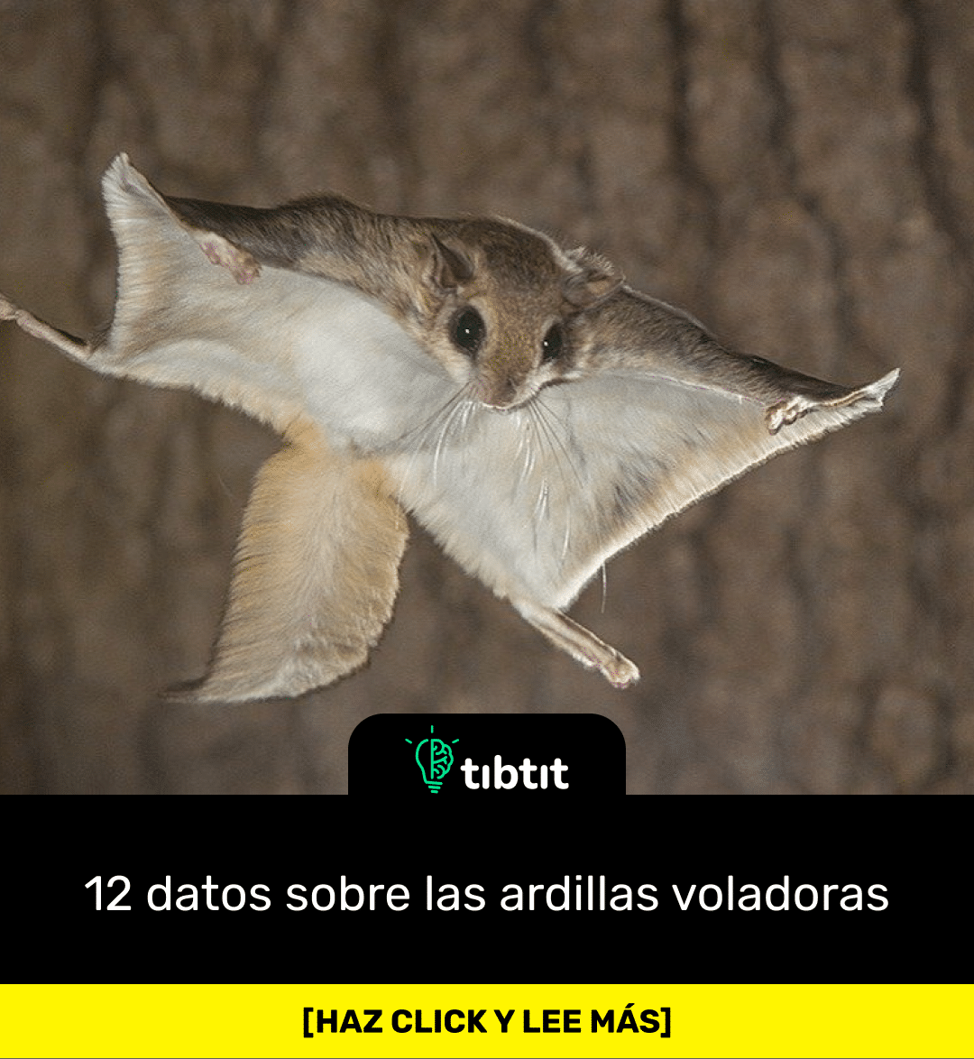 Sabías Que 12 Datos Sobre Las Ardillas Voladoras Curiosidades And Datos Curiosos Los Datos Y 3571