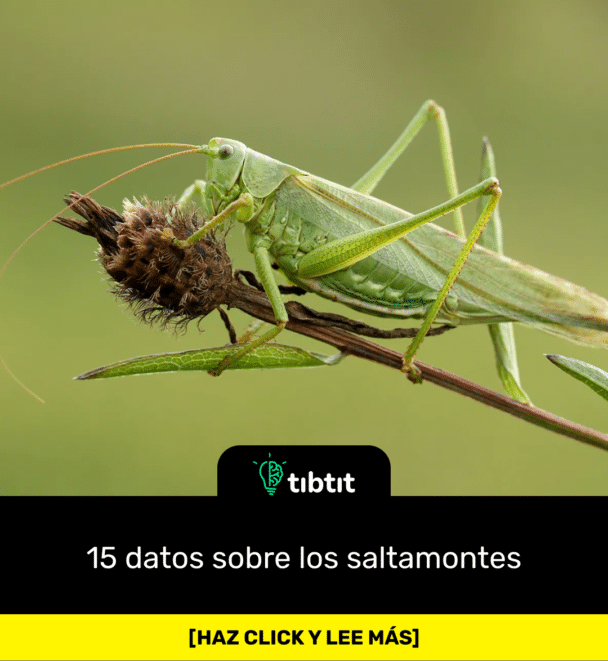 15 datos sobre los saltamontes