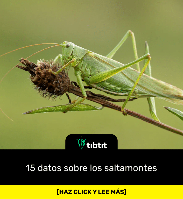 15 datos sobre los saltamontes
