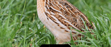 15 datos sobre las codornices