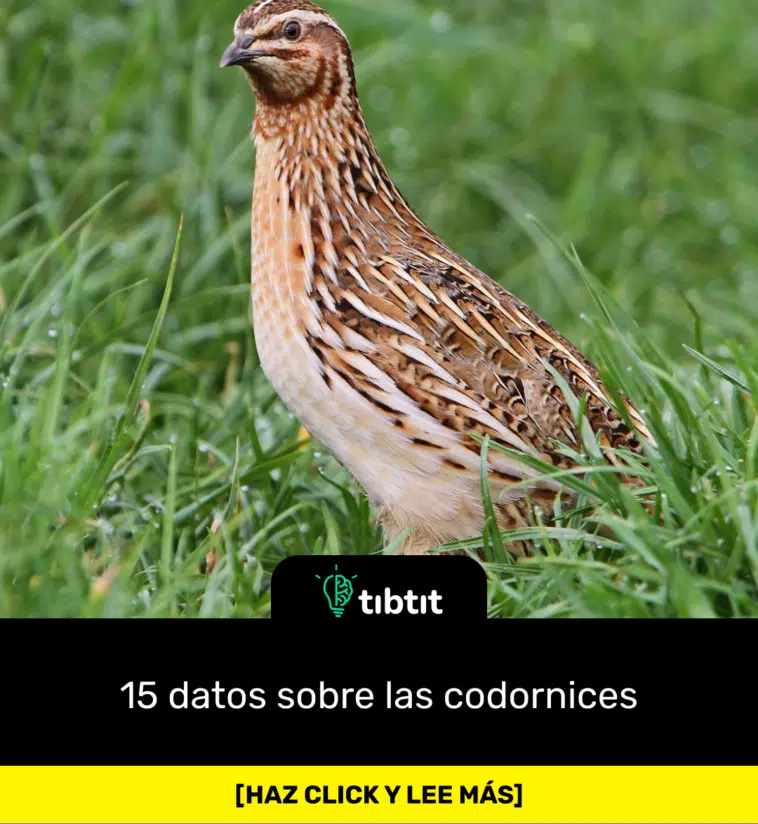 15 datos sobre las codornices