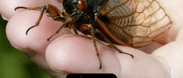 16 datos sobre las cigarras