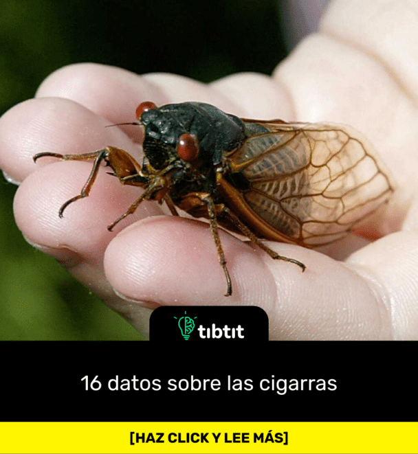 16 datos sobre las cigarras