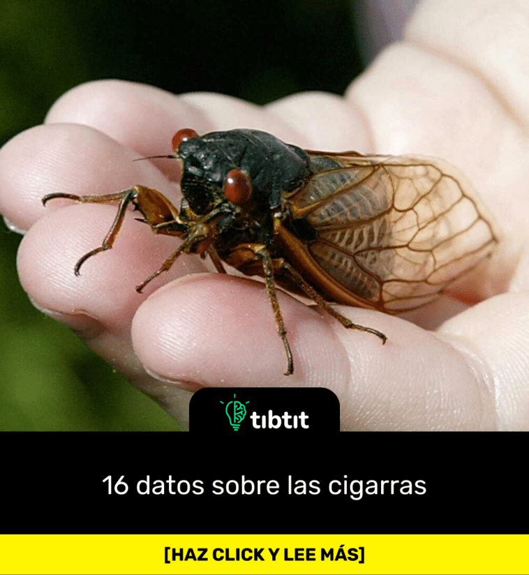 16 datos sobre las cigarras