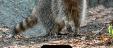 13 datos sobre los mapaches