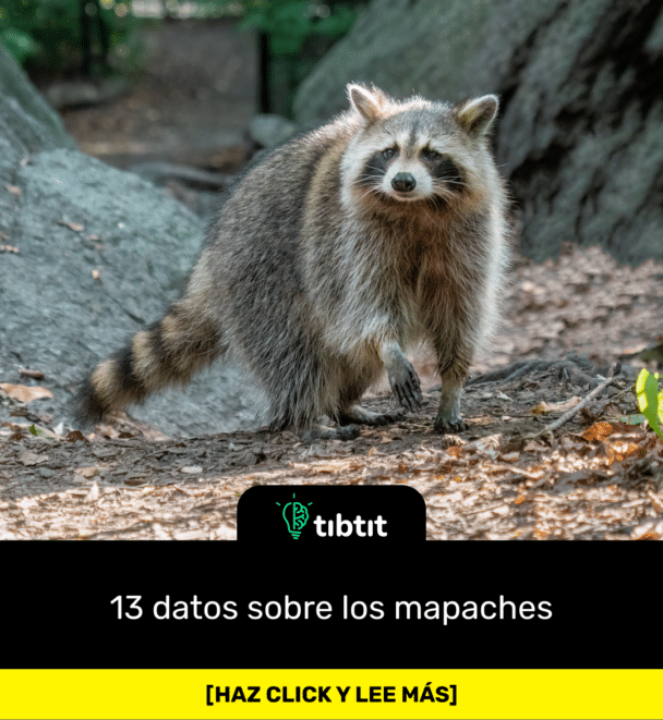 13 datos sobre los mapaches