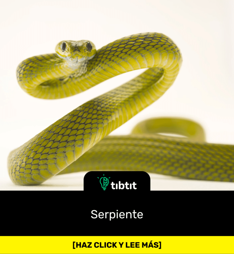 Serpiente