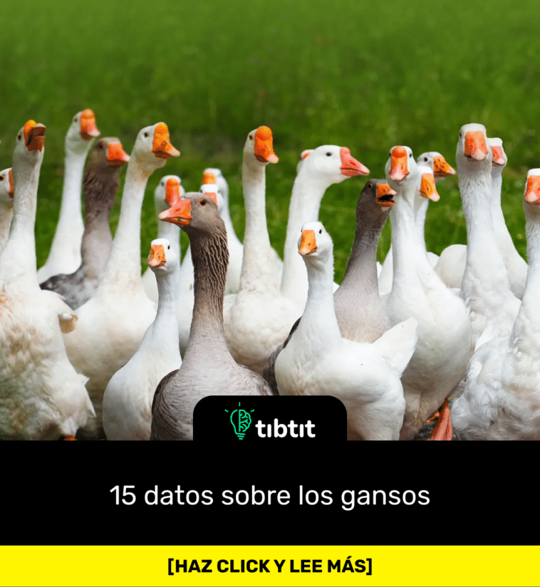 15 datos sobre los gansos