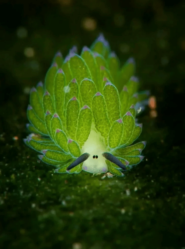 Las ovejas marinas (Costasiella kuroshimae) se encuentran entre las pocas criaturas marinas que pueden realizar la fotosíntesis