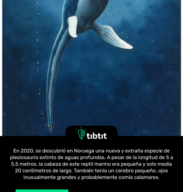 En 2020, se descubrió en Noruega una nueva y extraña especie de plesiosaurio extinto de aguas profundas. A pesar de la longitud de 5 a 5,5 metros, la cabeza de este reptil marino era pequeña y solo medía 20 centímetros de largo. También tenía un cerebro pequeño, ojos inusualmente grandes y probablemente comía calamares.