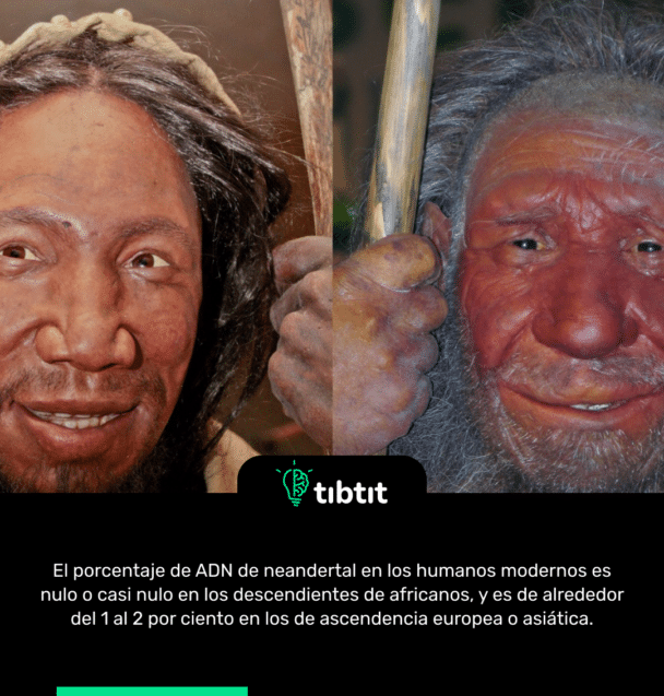 El porcentaje de ADN de neandertal en los humanos modernos es nulo o casi nulo en los descendientes de africanos, y es de alrededor del 1 al 2 por ciento en los de ascendencia europea o asiática.