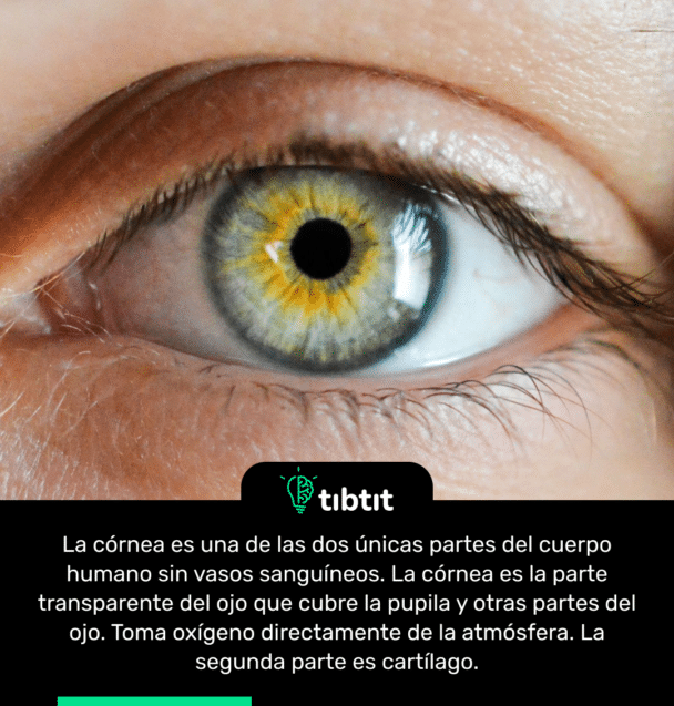 La córnea es una de las dos únicas partes del cuerpo humano sin vasos sanguíneos. La córnea es la parte transparente del ojo que cubre la pupila y otras partes del ojo. Toma oxígeno directamente de la atmósfera. La segunda parte es cartílago.