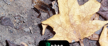 Los grillos machos amplifican su canto con una doble madriguera exponencial en forma de cuerno; el canto se puede escuchar hasta a 600 metros de distancia.