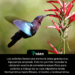 Los colibríes tienen una memoria única gracias a su hipocampo ampliado. Esto les permite recordar la ubicación exacta de comederos específicos para colibríes a lo largo de su ruta migratoria desde Norteamérica hasta México, el Caribe y Centroamérica.