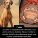 Durante la Segunda Guerra Mundial, una perra alemana llamada Juliana recibió la medalla de la Cruz Azul porque apagó una bomba incendiaria orinándola.