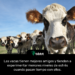 Las vacas tienen mejores amigos y tienden a experimentar menores niveles de estrés cuando pasan tiempo con ellos.