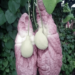 Aristolochia gigantea que parece un pulmón