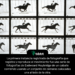 La primera instancia registrada de fotografía que registra y reproduce el movimiento fue una serie de fotografías de Eadweard Muybridge de un caballo corriendo usando un conjunto de cámaras colocadas una al lado de la otra.