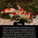 El animal más ruidoso del mundo mide solo 2 cm de largo, un camarón. Pistol Shrimp puede romper las pinzas tan rápido que crea una burbuja de aire que, al explotar, crea una explosión sónica más fuerte que el estampido sónico del Concorde. La onda de choque puede alcanzar los 230 decibelios, también más fuerte que el sonido de un disparo. La burbuja que implosiona también genera una temperatura de 4400C por fracciones de segundo, casi tan caliente como el sol.