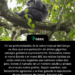 En las profundidades de la selva tropical del Congo, se dice que una población de simios gigantes salvajes gobierna supremamente. Conocidos como el mono Bondo o el mono Bili, los relatos turbios de estas criaturas sugieren que caminan sobre dos pies, tienen el tamaño de un hombre adulto y anidan en el suelo como gorilas. Según cuentan, son ferozmente agresivos y se han ganado la reputación de ser asesinos de leones. Algunos han argumentado que son una especie totalmente nueva de grandes simios, mientras que otros afirman que son un híbrido de gorilas y chimpancés.