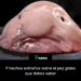 9 hechos extraños sobre el pez globo que debes saber